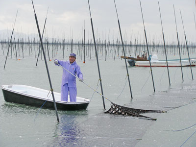 支柱式栽培の佐賀海苔