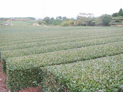 うれしの茶の茶畑