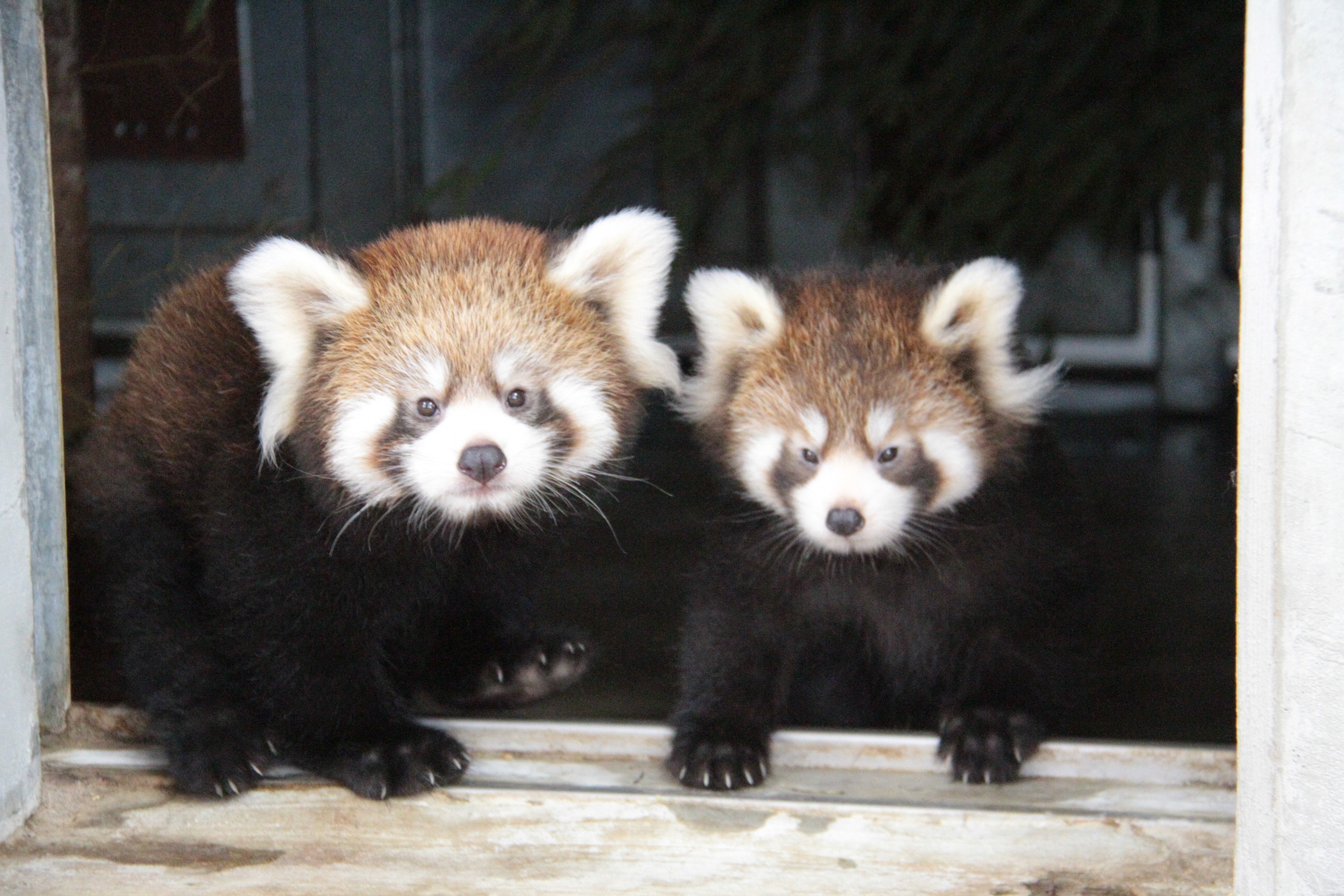 双子のレッサーパンダ一般公開 名前の募集も 日本平動物園 旬刊旅行新聞 株式会社旅行新聞新社