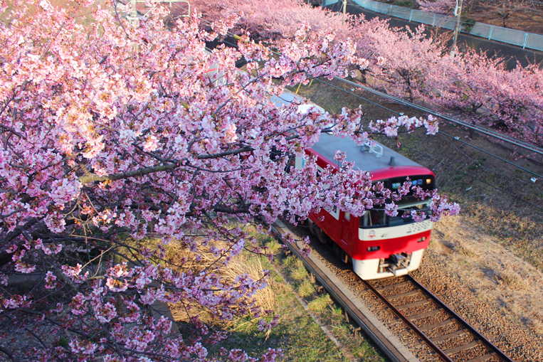 河津 三浦 桜 海岸
