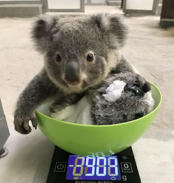 鹿児島市平川動物公園がコアラの赤ちゃんの名前を募集中 4月7日 日 まで 旬刊旅行新聞 株式会社旅行新聞新社