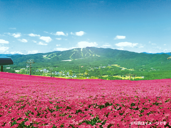 4万株の 桃色吐息 7月6日 ひるがのピクニックガーデン オープン 旬刊旅行新聞 株式会社旅行新聞新社