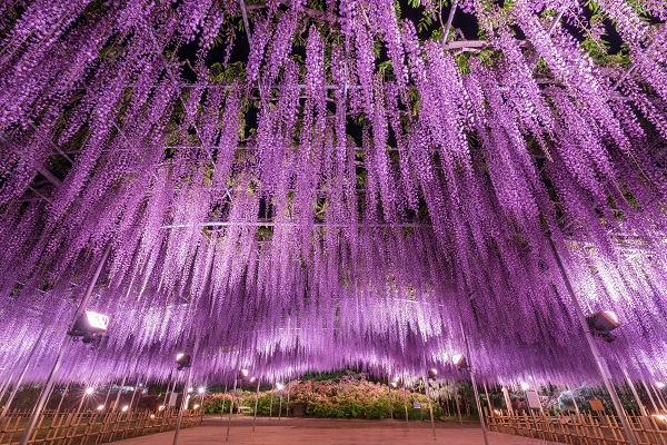 350本以上の藤の花 ふじのはな物語 大藤まつり19 4月13日から 旬刊旅行新聞 株式会社旅行新聞新社