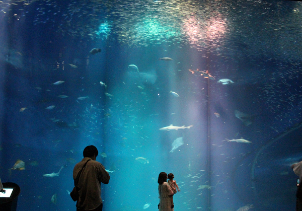 茨城 アクア 水族館 大洗 ワールド 県 アクアワールド茨城県大洗水族館 »