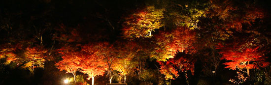 「有馬温泉 太閤の湯」の紅葉名所を2017年11月1日（水）からライトアップ　期間中は園内開放で敷地内の通り抜けを解禁