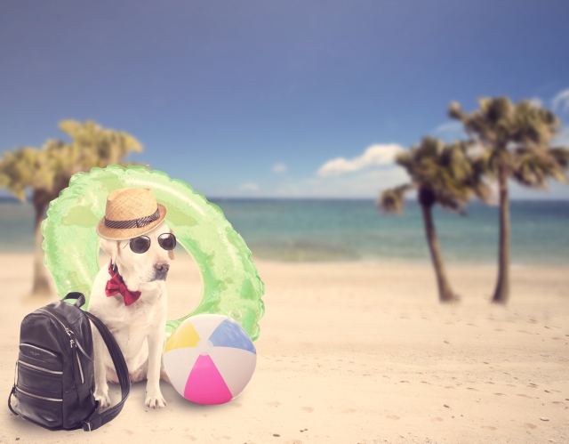 愛犬とともに飛行機に乗ろう！