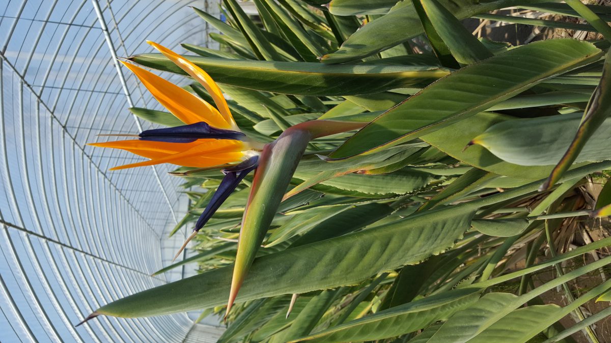 珍しいストレリチア（極楽鳥花）摘みを　千葉県館山市