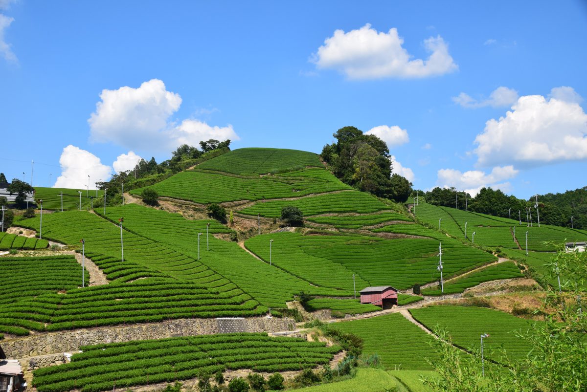 KNT関西京都支店がお茶のまち和束町にサテライトオフィス開設へ