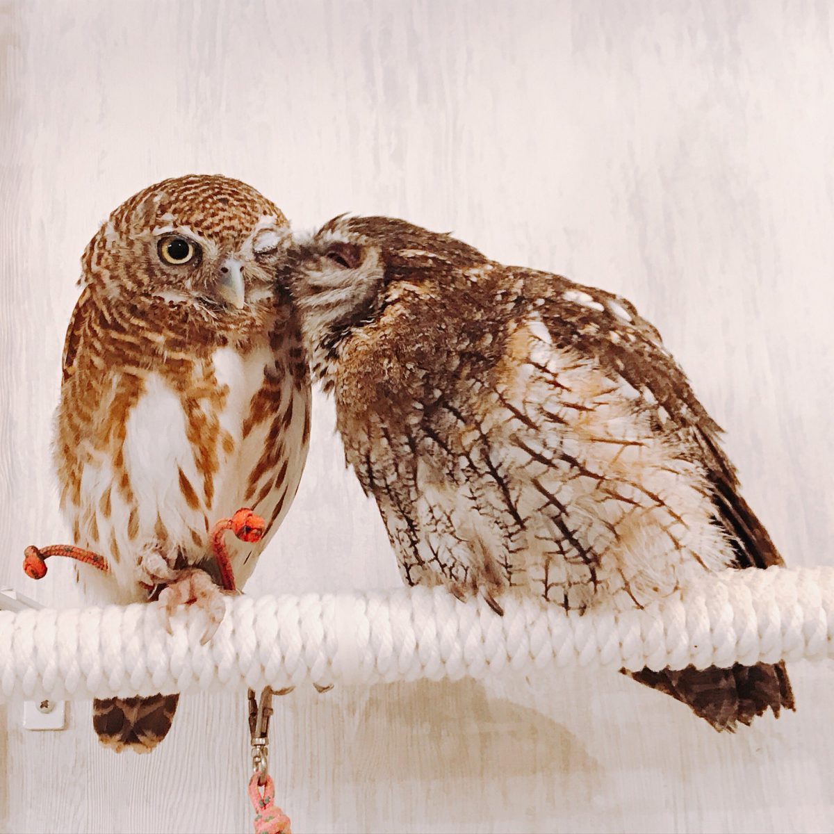 17年トリップアドの口コミを分析、地方都市で投稿数が上昇