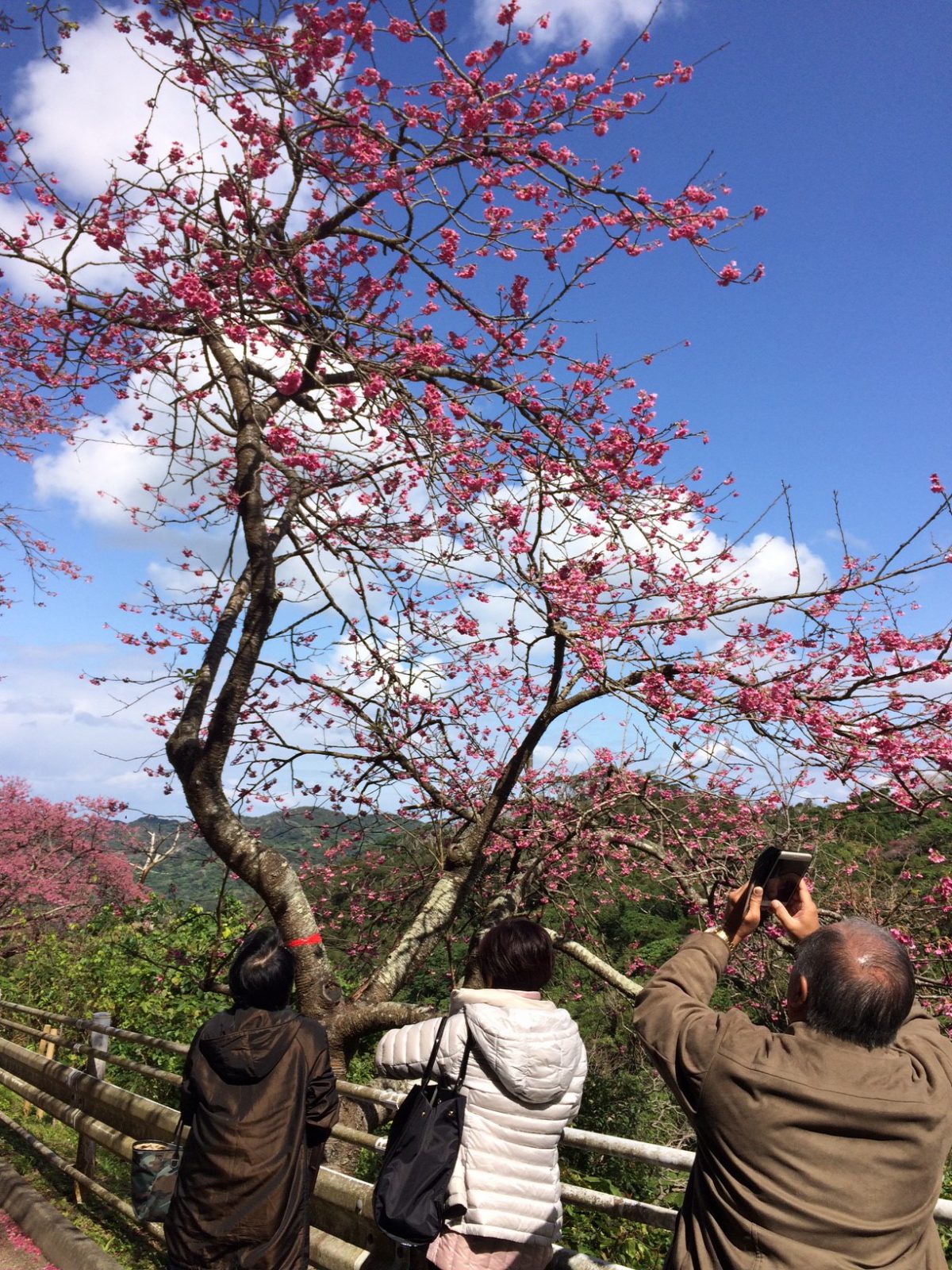 沖縄のサクラをハワイに　沖縄美ら島財団で取り組み