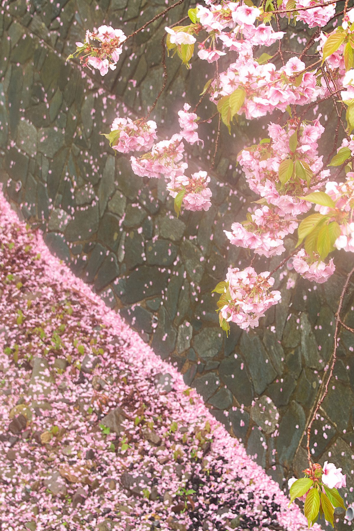 いまからでも間に合う スカイスキャナージャパン、新潟と北海道のお花見場所を紹介