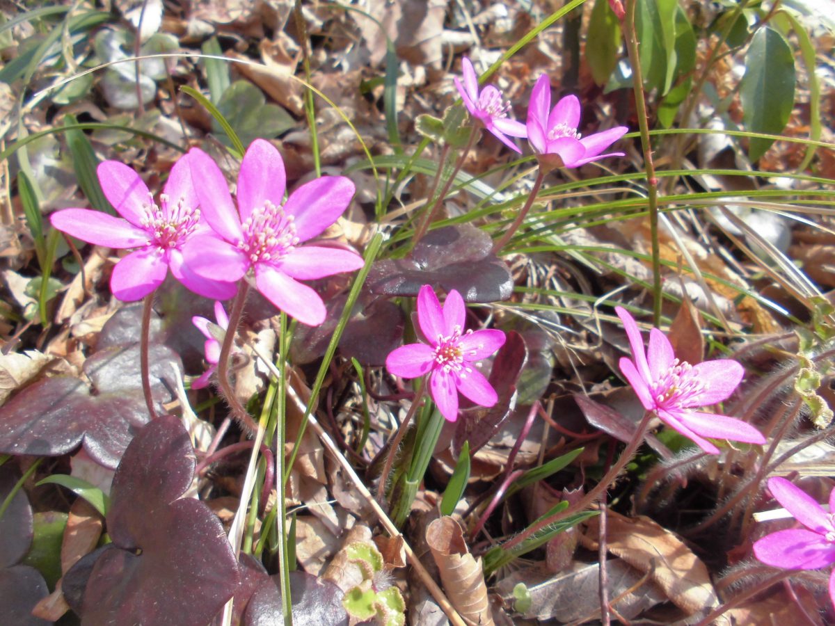 雪割草が岬を彩る 石川県輪島市でそばと花の祭り開催