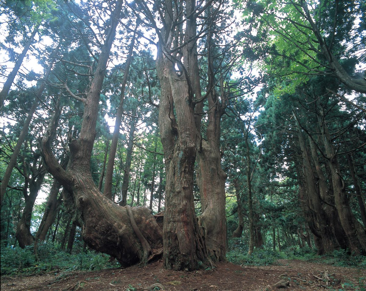 山形県・最上の「幻想の森」へ　シャトルバス運行