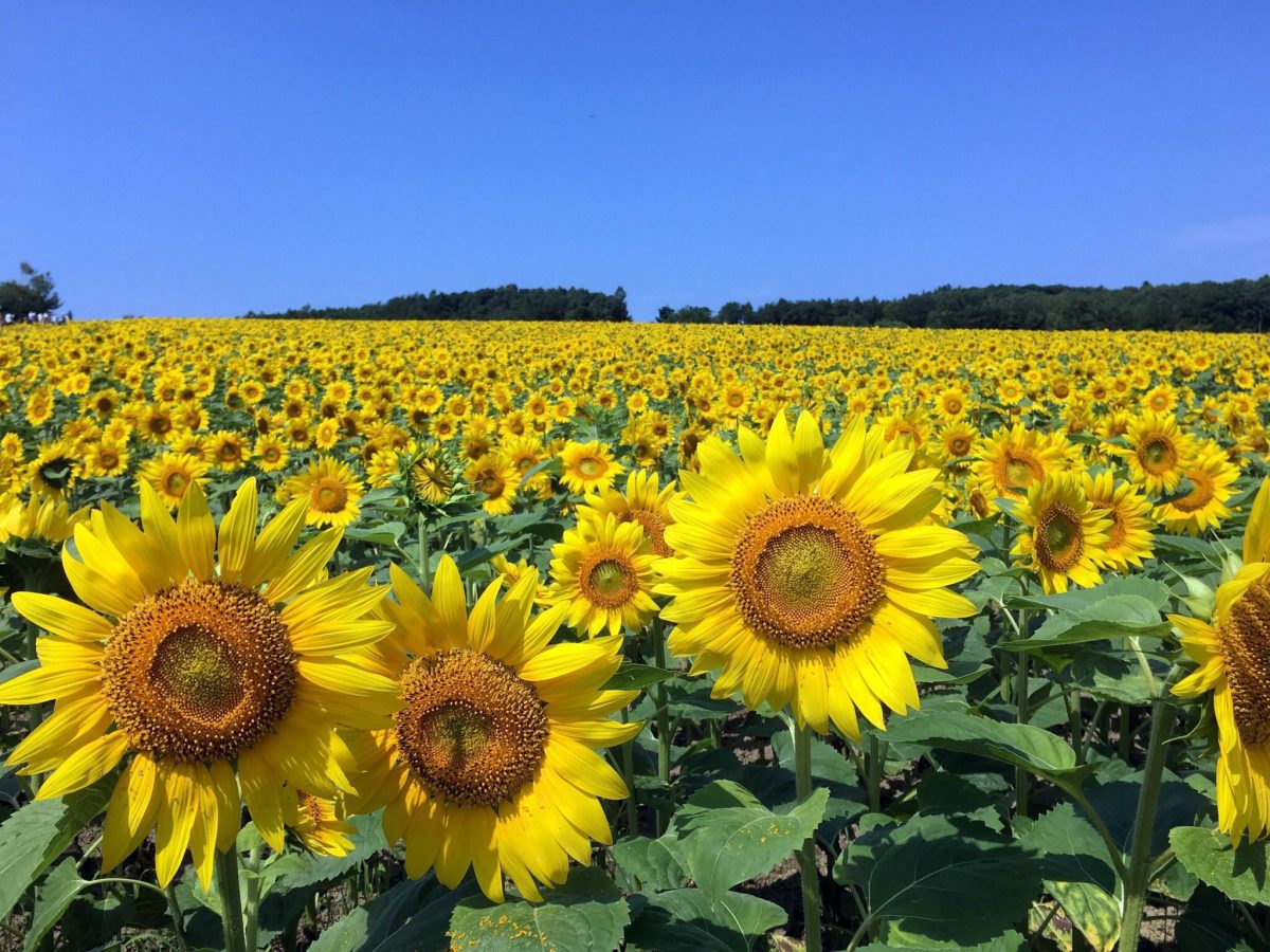「夏のフォトジェニック観光スポット2018」発表　トリップアドバイザー