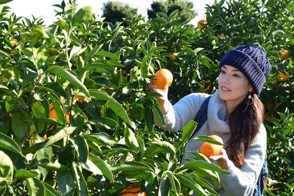 13農家でみかん狩り　静岡県伊東市