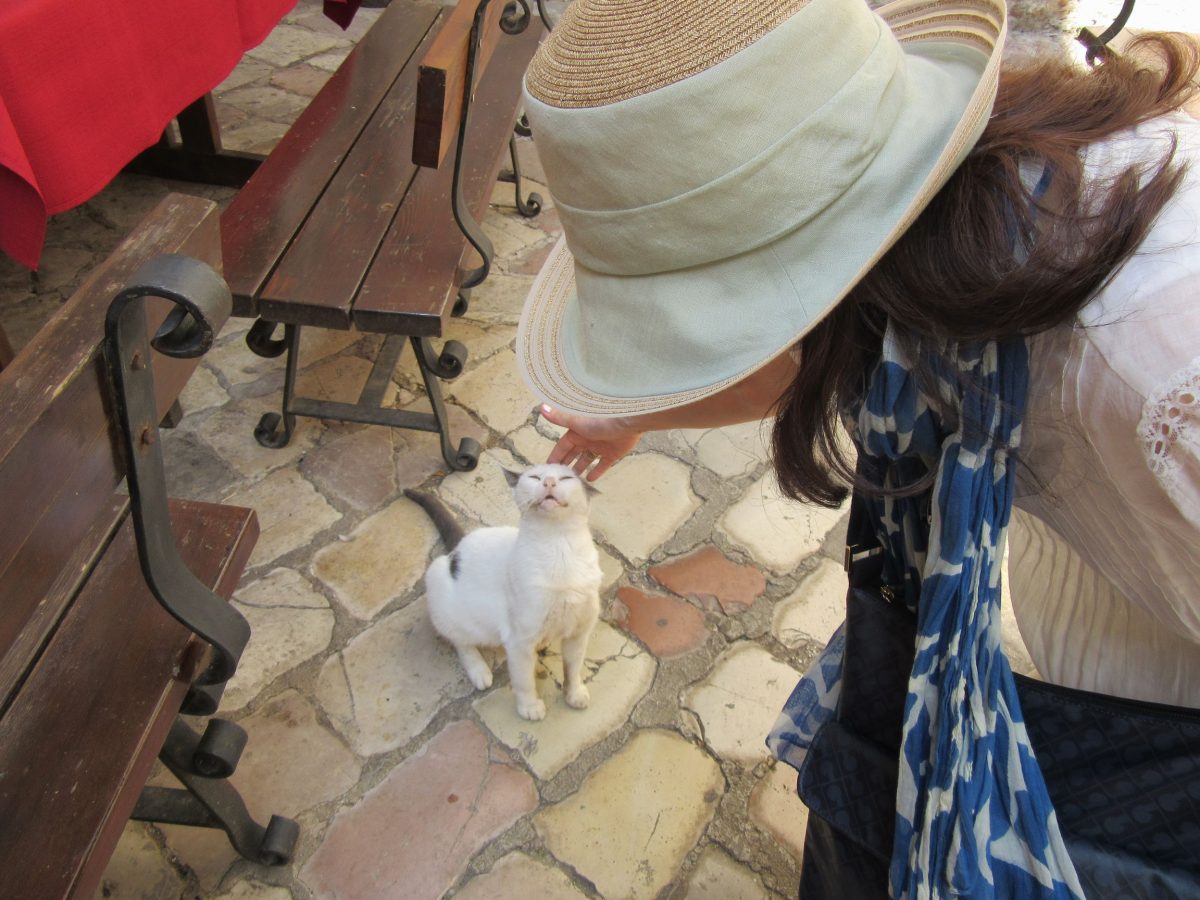 「街のデッサン（212）」猫たちが夢見る街・コトル　広場の隅のキャッツミュージアムとは