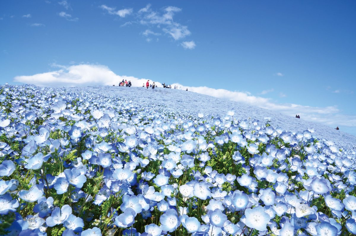 GW期間中は季節の花鑑賞など約80コース　はとバス、4～6月の日帰りバスツアー