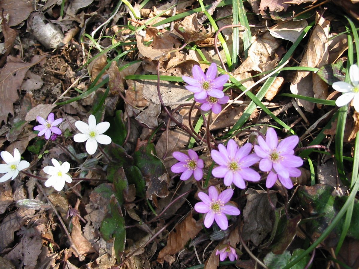 「能登雪割草まつり・門前そばの市」　3月23・24日に開催！