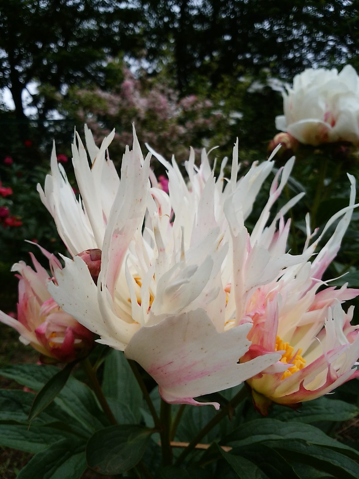 つくば牡丹園、無名の芍薬を「令和」と命名　ＧＷ期間が見ごろ