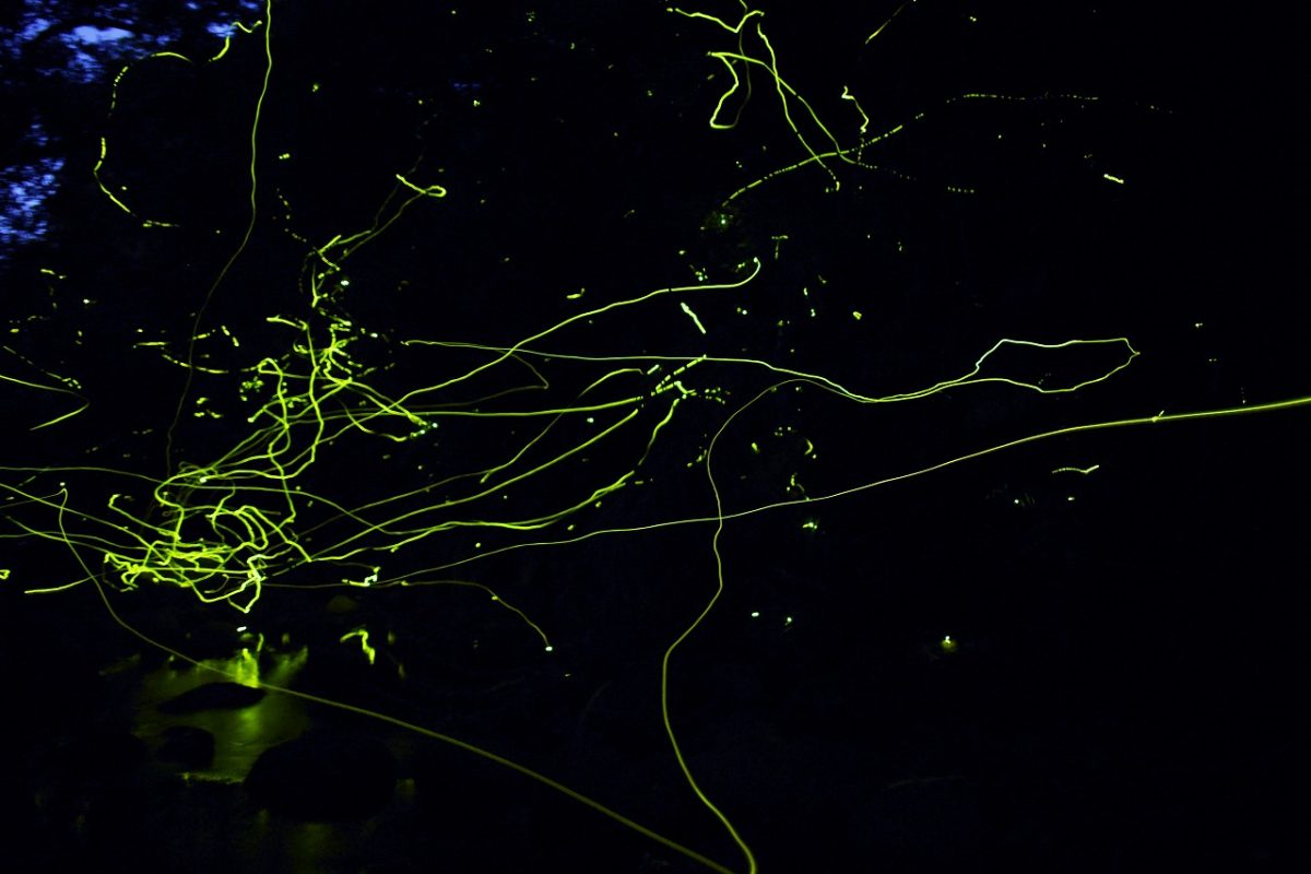 久米島だけに生息する「クメジマボタル観賞会」4月21日～5月6日開催