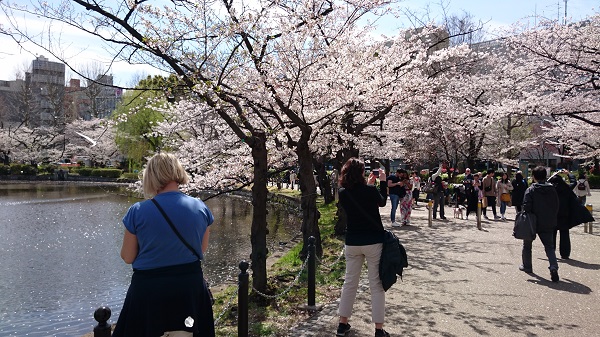 上野公園で満開のソメイヨシノ楽しむ観光客　スワンボートも人気