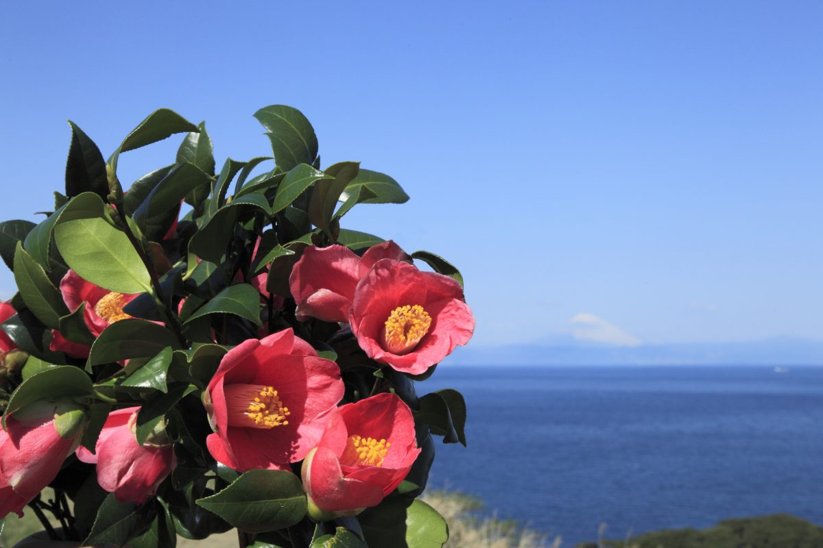 日ごろ忙しい女性へ　東海汽船、伊豆大島での「女性限定ひとり旅ツアー」を売り出す
