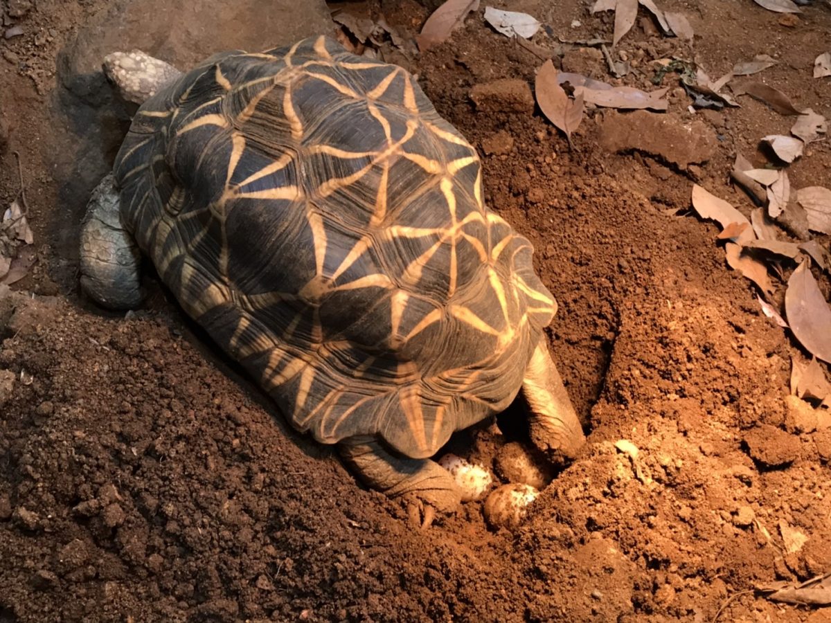 さくらももこさんの愛カメが産卵　体感型動物園iZoo