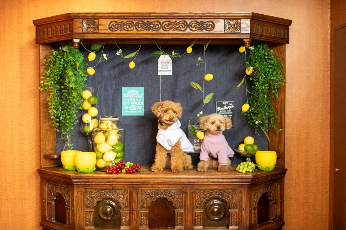 湘南クリスタルホテルに愛犬と泊まれる特別ルーム6部屋がオープン