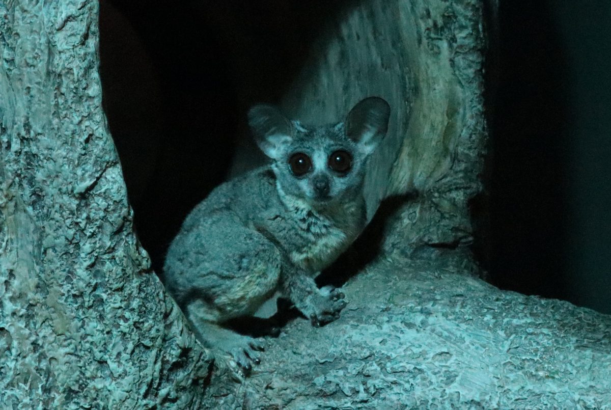 カワスイで初の謎解きイベント「カワスイ ショウガラゴ捜索大作戦」開催中　