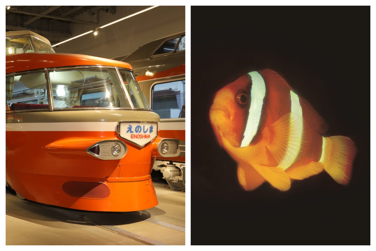 ロマンスカーとクマノミがコラボ　7月17日からロマンスカーミュージアムで