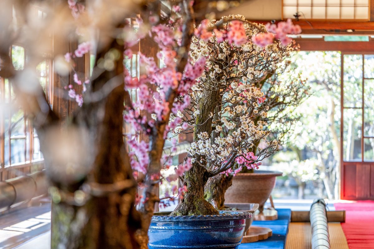 新春の風物詩「長浜盆梅展」3月10日まで開催　今年で71回目　