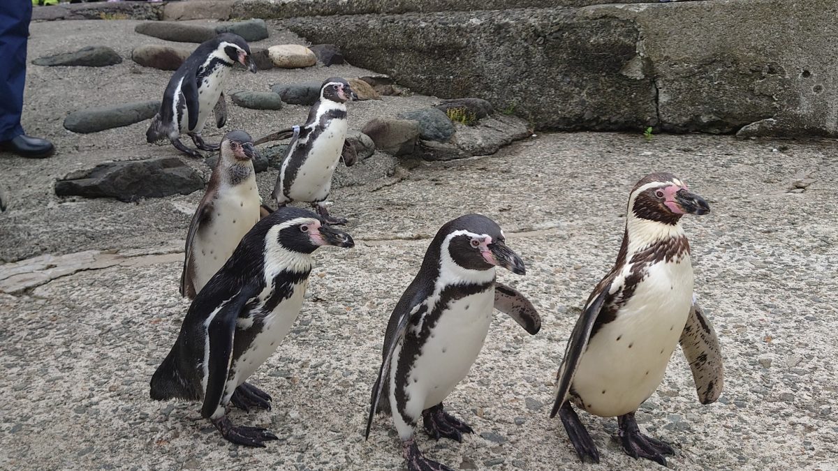 〈観光最前線〉海の中で遊ぶペンギン