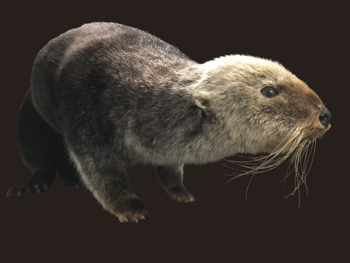 生き物たちの「死」と「その先」　サンシャイン水族館で「終わりは始まり展～生き物たちの終焉～」開催中