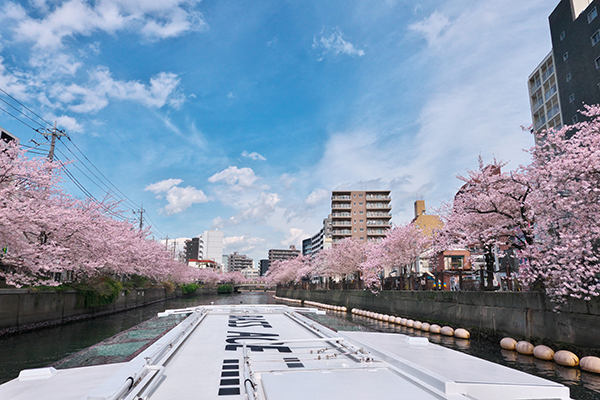 大岡川の桜を船から　25日からポートサービスが特別クルーズを運航