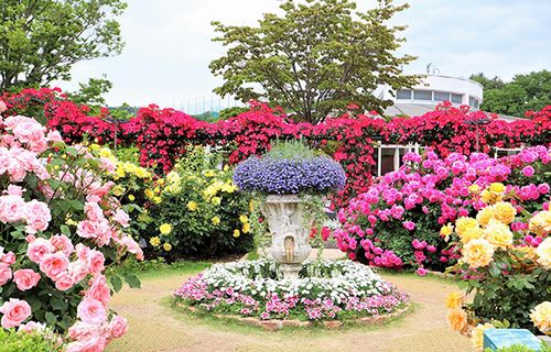 春のバラまつりを開催中　あしかがフラワーパーク