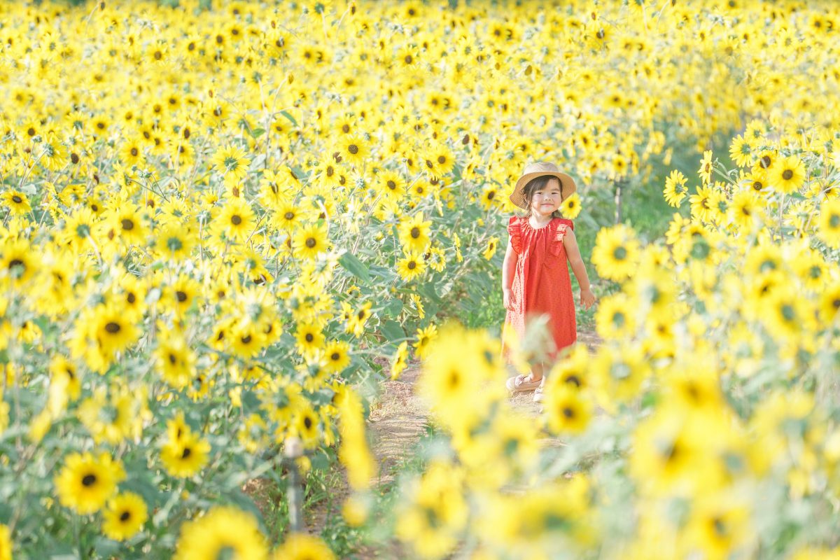 7月29日からひまわりまつり開催　広島・世羅高原農場