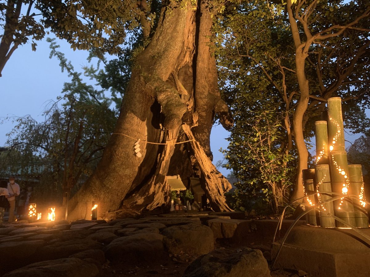 竹あかりを11月12日まで展開　静岡県・三嶋大社