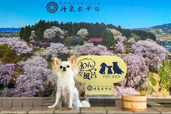 丹泉ホテル（山形県・赤湯温泉）、7月24日（水）に「ワンちゃん専用足湯」グランドオープン